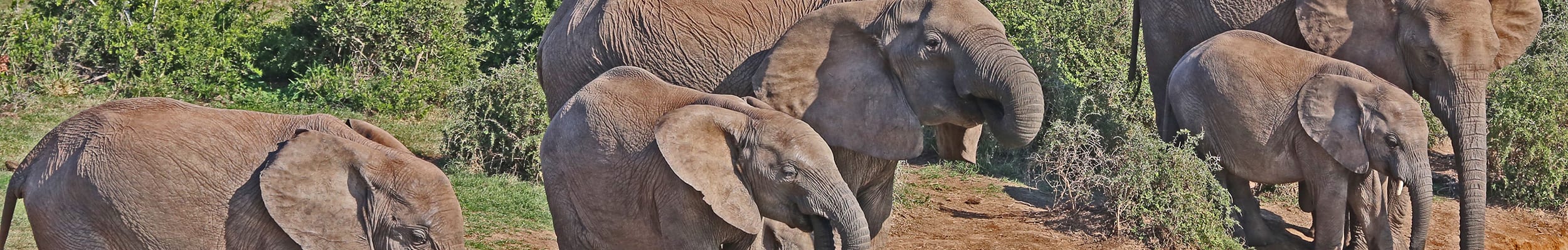 Addo Elephant Park