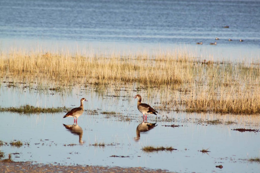 etosha geese de