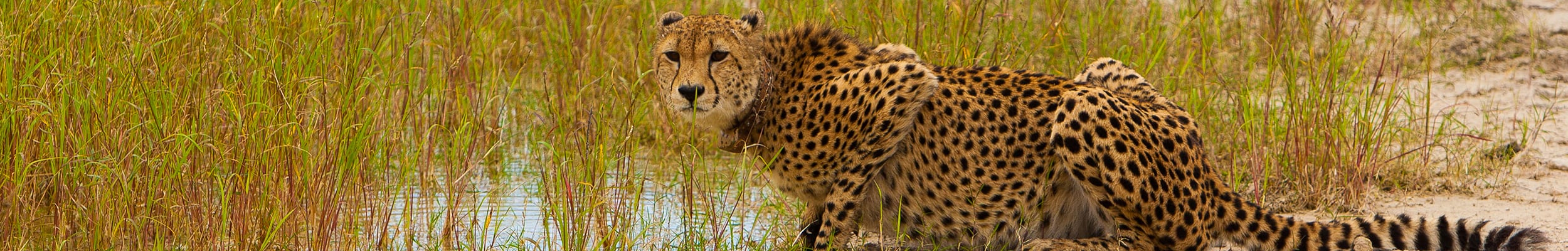 Cheetah Conservation Fund