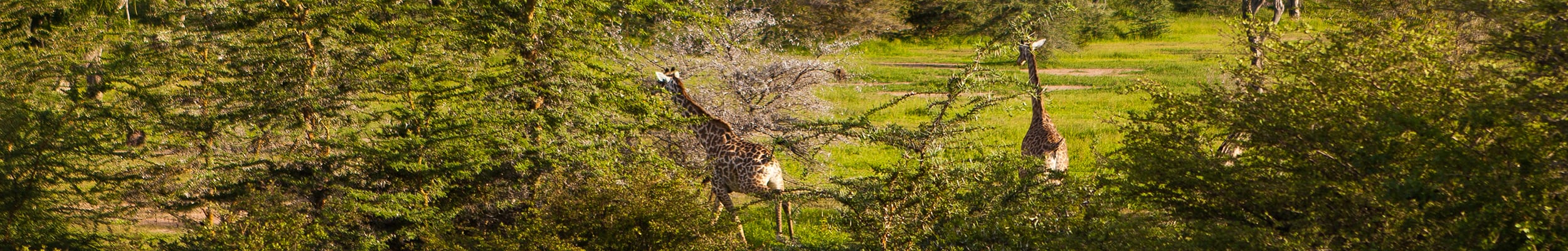 Selous Game Reserve