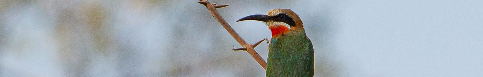 South Luangwa Park