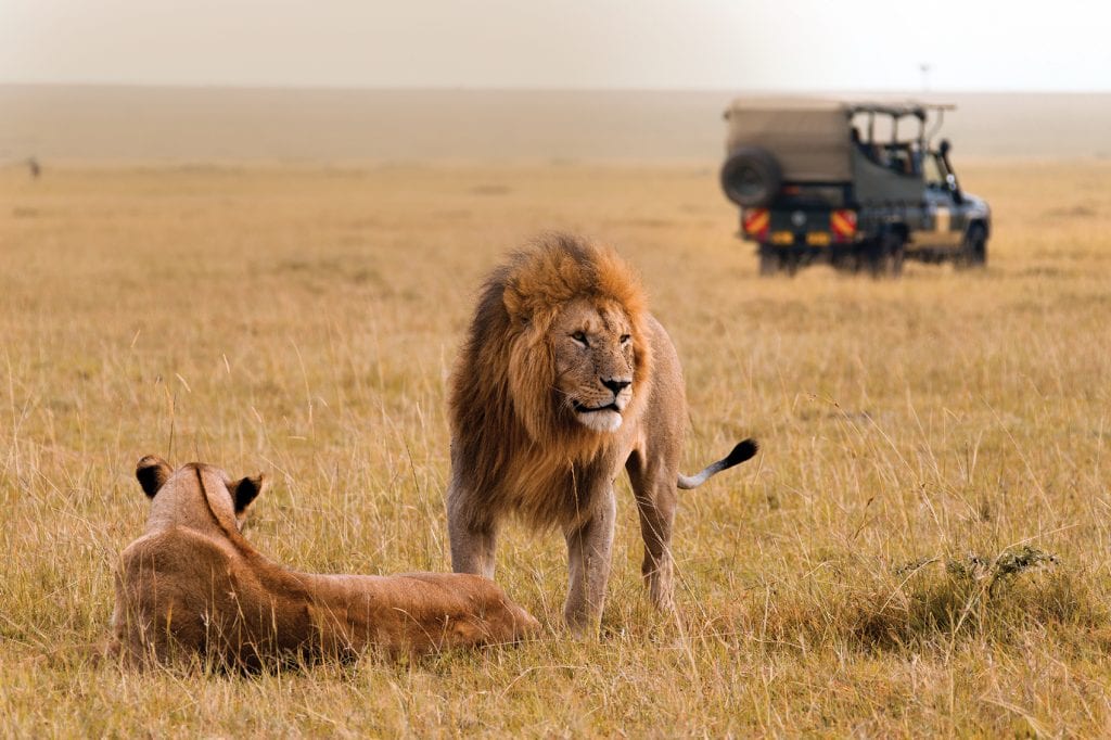 African lion couple and safari jeep