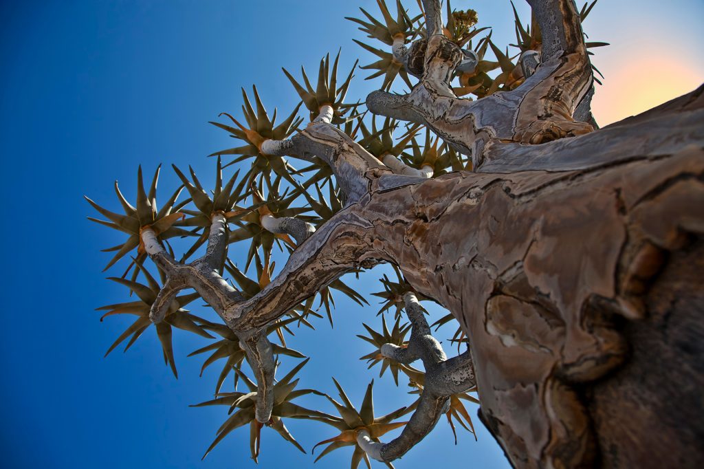 Quiver Tree, Namibia